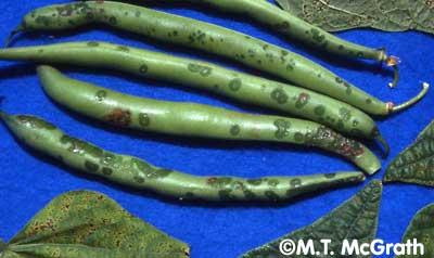 infected bean pods