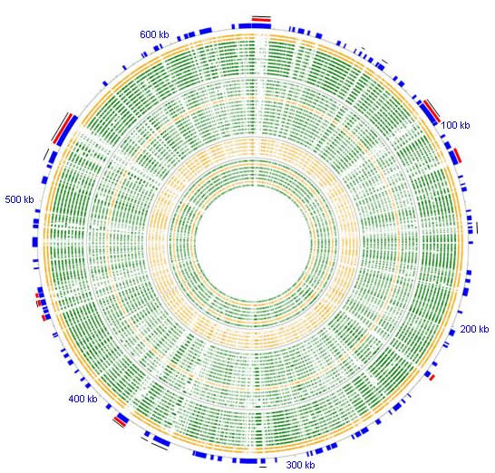 genome-wheel