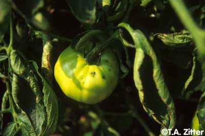 infected tomato fruit